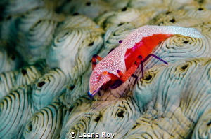 Emperor shrimp on sea cucumber by Leena Roy 